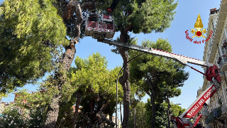 Grottammare - Ramo di pino pericolante: intervento dei vigili del fuoco in via Crucioli